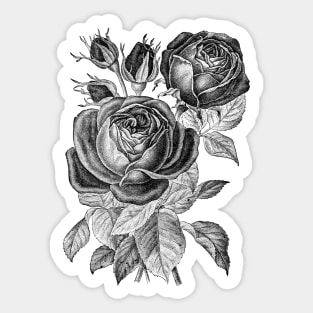 Black Rose Flowers Sticker